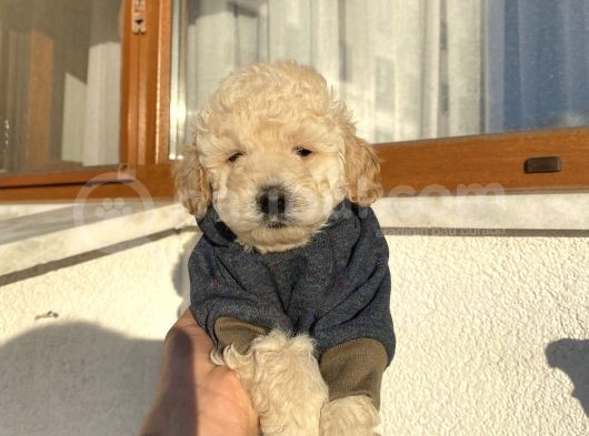 Pet Eğitimli Toypoodle Bebeklerimiz görsel