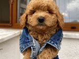 Ev Doğumlu Toypoodle Bebişlerimiz
