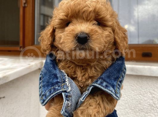 Ev Doğumlu Toypoodle Bebişlerimiz görsel