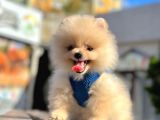Teddy Face Boo Pomeranian Yavrular