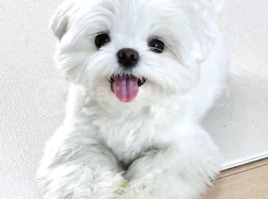 Malteseterrier Sıfır Numara Teacup Kar Beyaz Orjinal Garantili görsel