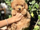 Secereli̇ Poodle Bebekler