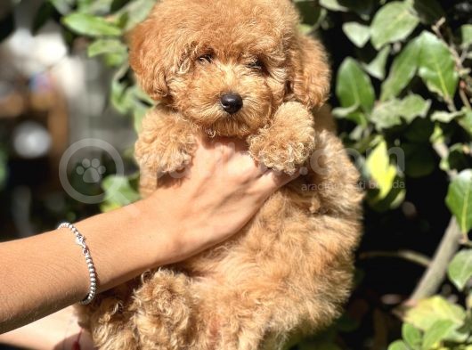 Secereli̇ Poodle Bebekler görsel