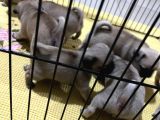 Orjınal Pug Köpek