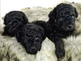 Si̇yah İnci̇ Toy Poodle Orji̇nal
