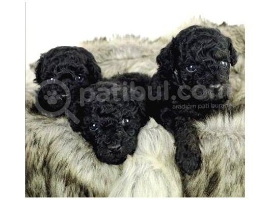 Si̇yah İnci̇ Toy Poodle Orji̇nal görsel