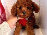 Red Brown Toy Poodle Yavrular