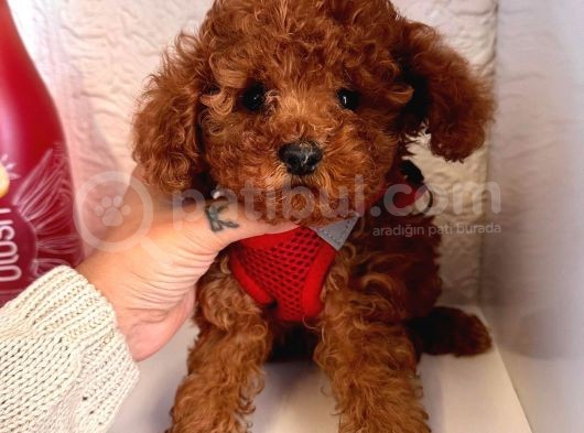 Red Brown Toy Poodle Yavrular