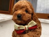 Aşılı Pasaportlu Toypoodle Bebeklerimiz