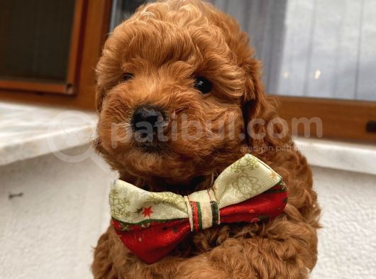 Aşılı Pasaportlu Toypoodle Bebeklerimiz görsel