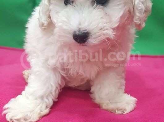 Maltesse Terri̇er görsel