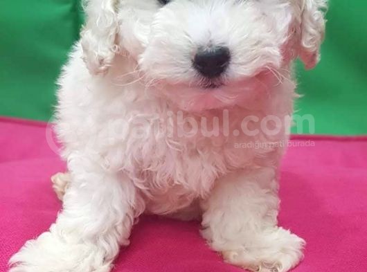 Maltesse Terri̇er