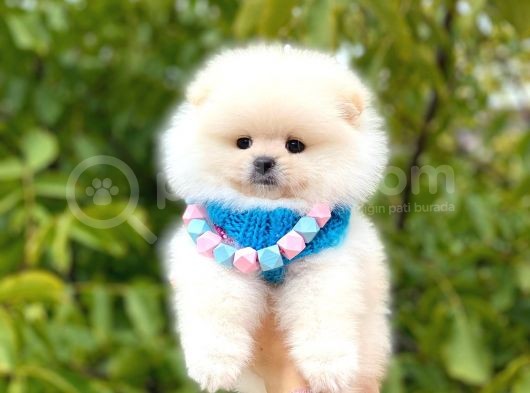 Pomeranian Boo görsel