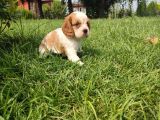 Cavali̇er Ki̇ng Charles Yavrulari