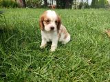 Cavali̇er Ki̇ng Charles Yavrulari