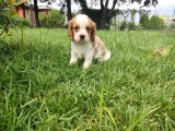 Cavali̇er Ki̇ng Charles Yavrulari