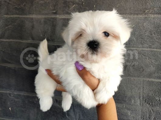 Maltese Terrier Bebeklerimiz görsel
