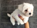 Maltese Terrier Bebeklerimiz