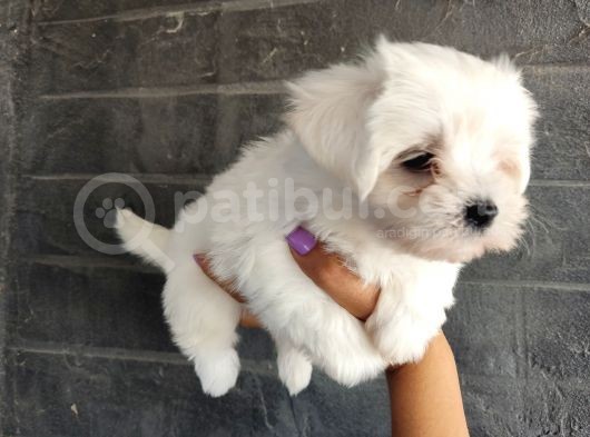 Maltese Terrier Bebeklerimiz görsel