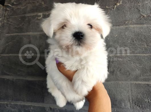 Maltese Terrier Bebeklerimiz