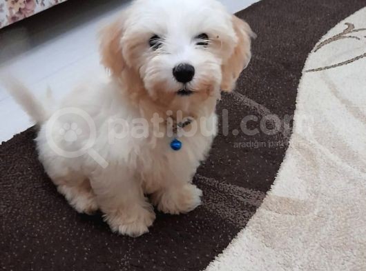 Malti̇po Ci̇nsi̇ görsel
