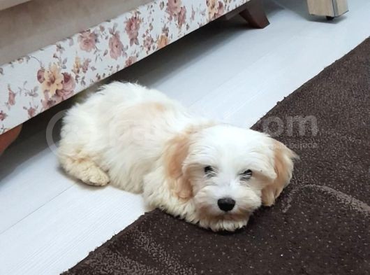 Malti̇po Ci̇nsi̇ görsel
