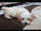 Malti̇po Ci̇nsi̇