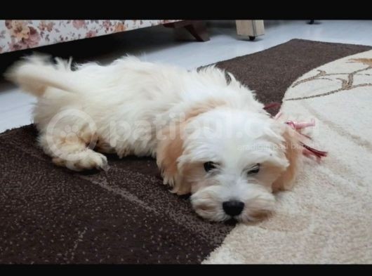 Malti̇po Ci̇nsi̇ görsel