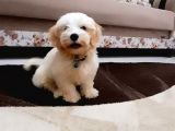 Malti̇po Ci̇nsi̇