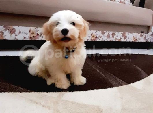 Malti̇po Ci̇nsi̇ görsel