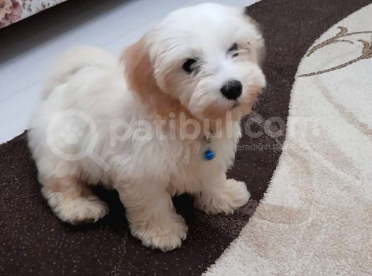 Malti̇po Ci̇nsi̇