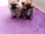 Teacup Pomeranian Bebeklerimiz
