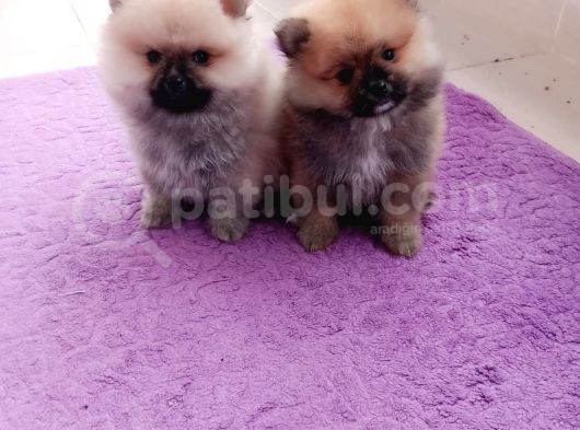 Teacup Pomeranian Bebeklerimiz