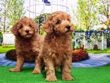 Toy Poodle Yavru