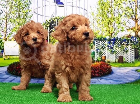 Toy Poodle Yavru