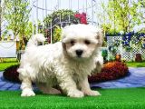 Maltese Terri̇er Yavru