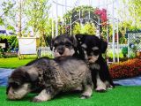 Minyatür Schnauzer Yavrular
