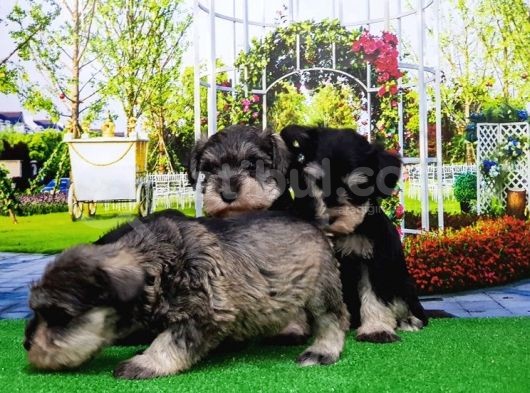 Minyatür Schnauzer Yavrular görsel
