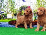 Toy Poodle Yavru