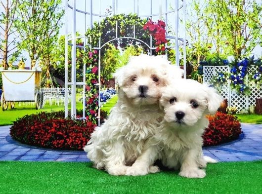 Maltese Terri̇er Yavru görsel