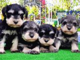 Minyatür Schnauzer Yavrular