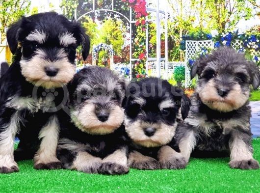 Minyatür Schnauzer Yavrular görsel