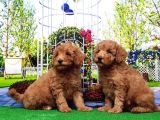Toy Poodle Yavru