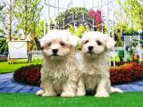 Maltese Terri̇er Yavru