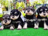 Minyatür Schnauzer Yavrular