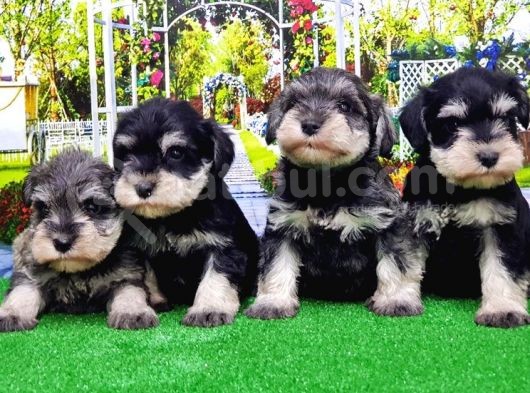Minyatür Schnauzer Yavrular görsel