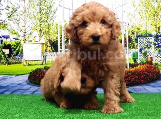 Toy Poodle Yavru görsel