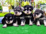 Minyatür Schnauzer Yavrular