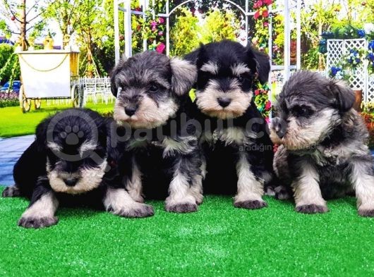 Minyatür Schnauzer Yavrular görsel