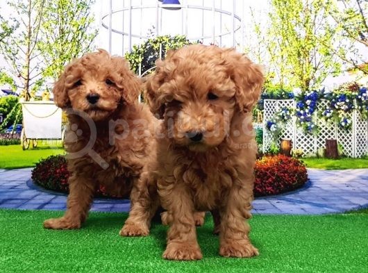 Toy Poodle Yavru görsel